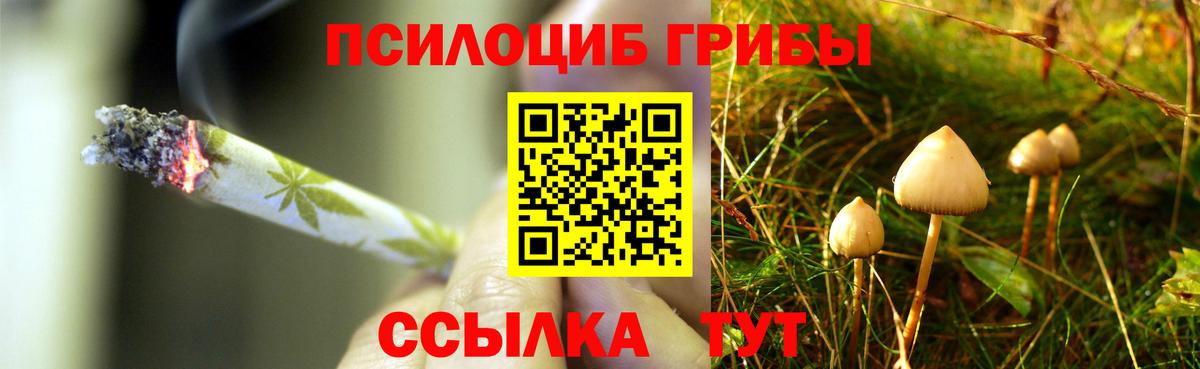 Псилоцибиновые грибы ЛСД  Вход с VPN  где продают   Псилоцибиновые грибы Cubensis  Новозыбков 